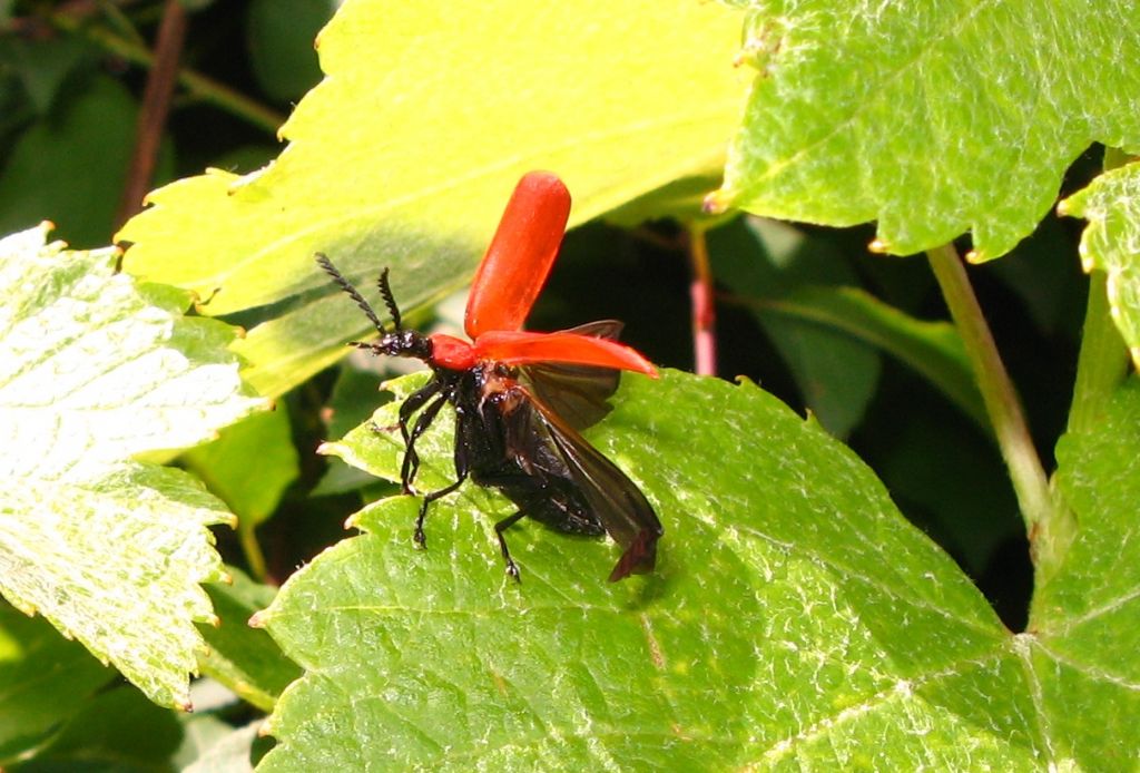   Identificazione Pyrochroa  coccinea